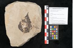 Foto (Objekt + Etikett) von Betula pendula Rothrock (NHMW-GEO-2024-0188-15001)
